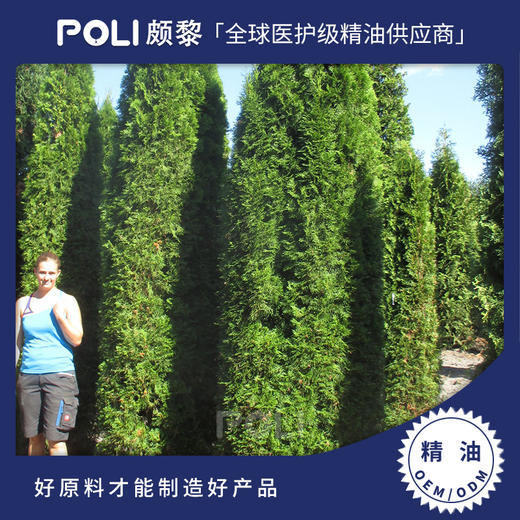 侧柏精油（北美香柏） 进口精油原料批发 颇黎POLI单方按摩精油 商品图0