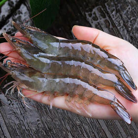 充氧配送小区门口自提！京鱼鲜生（金源燕莎店）鲜活海白虾，20-25只/500克，鲜活海鲜，太多不确定性，不能保证到手100％存活，保鲜不保活，谨慎下单！