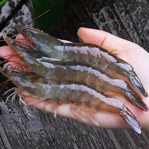 充氧配送小区门口自提！京鱼鲜生（金源燕莎店）鲜活海白虾，20-25只/500克，鲜活海鲜，太多不确定性，不能保证到手100％存活，保鲜不保活，谨慎下单！ 商品图0
