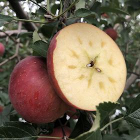 苹果界妥妥的扛把子！
