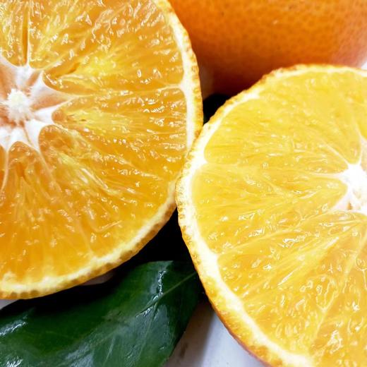 【顺丰快递】爱媛38果冻橙 可以吸着吃的果冻橙 一口爆汁 皮薄多汁 - BXLXG 商品图3