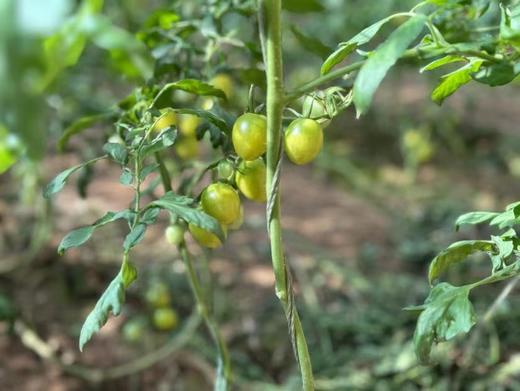 青霞小番茄＃听我的劝，一定要整个塞嘴里再嚼，真的会爆浆的！清爽干净，浓郁鲜甜，一口带瓤，回味那是无穷的鲜～ 商品图4