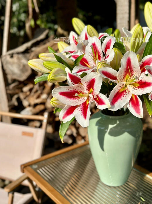 【笑脸香水百合】3头3支9朵/份 商品图8