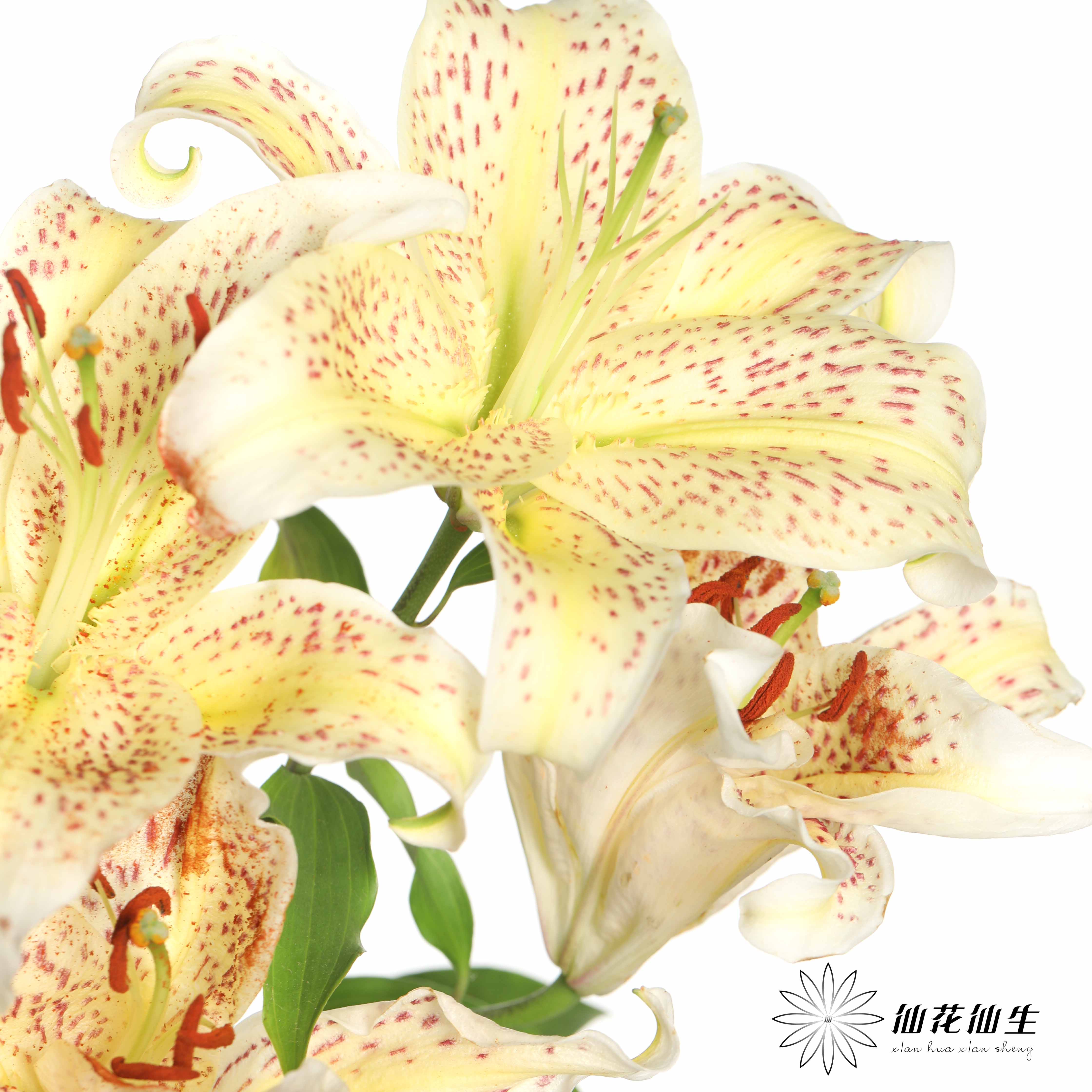 百合 | 老虎沐恩