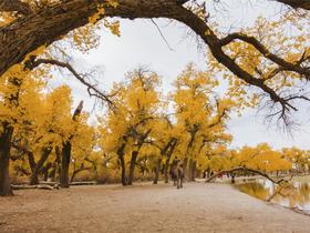 2023新疆之旅—邂逅胡杨林深度8日游