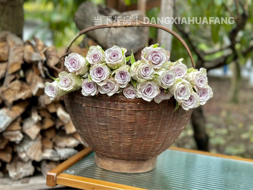 【海洋之心玫瑰】10支/份 长约55cm 采用无土栽培技术培育 商品图14