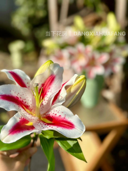 【笑脸香水百合】3头3支9朵/份 商品图11