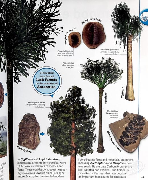 【中商原版】DK 图片中我们的世界 恐龙 Our World in Pictures The Dinosaur Book 英文原版 生命科学 百科科普 商品图6