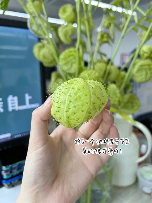 小清新花材！【糖棉】气球果 浪漫甜蜜 可可爱爱 无味道 花期长 别有生机的绿色花艺 商品图3