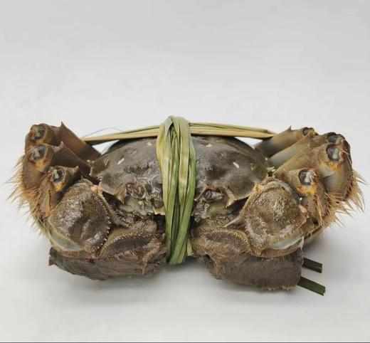 阳澄湖大闸蟹 商品图1