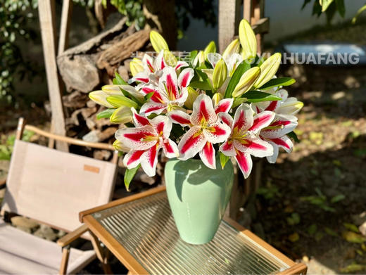 【笑脸香水百合】3头3支9朵/份 商品图4