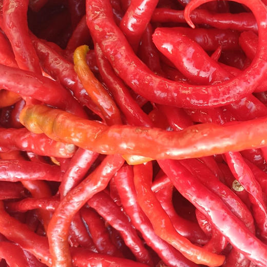 贵州生态糟辣椒  500g/袋（±20g） 商品图6