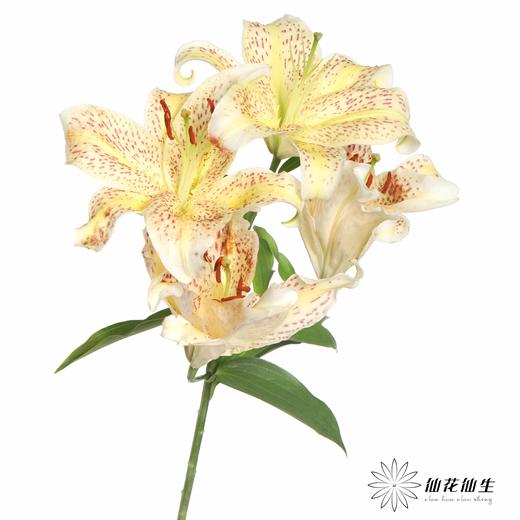 百合 | 老虎沐恩 商品图1