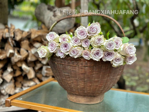 【海洋之心玫瑰】10支/份 长约55cm 采用无土栽培技术培育 商品图11