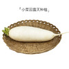 【小菜园露天种植】白萝卜1000g 商品缩略图1