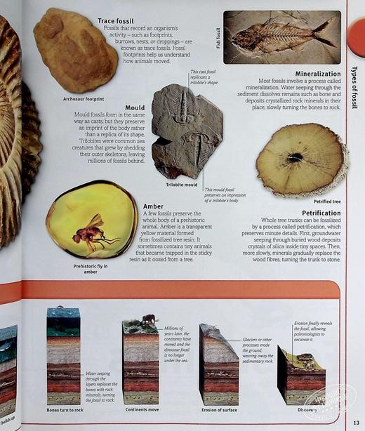 【中商原版】DK 图片中我们的世界 恐龙 Our World in Pictures The Dinosaur Book 英文原版 生命科学 百科科普 商品图5