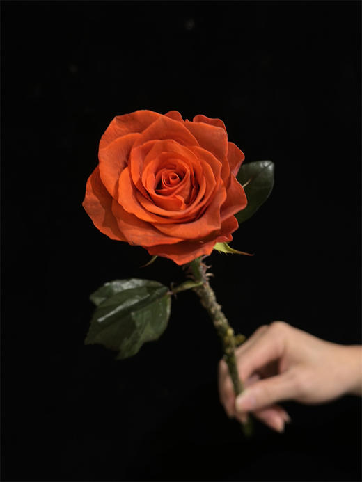 国产单头杏仁酒玫瑰10支 商品图6