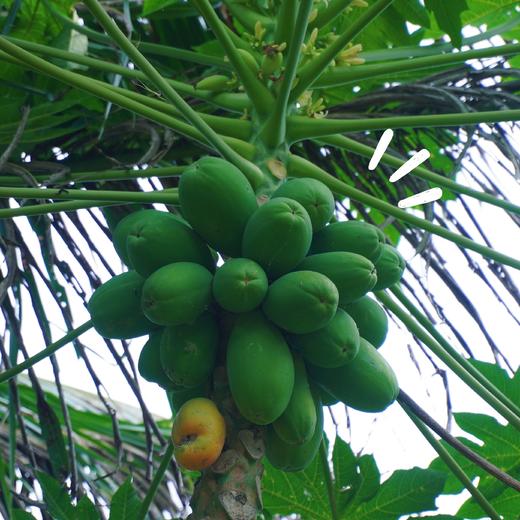 【星品驾到】限时享立减100元/人，到手￥1299起/单人7晚/15晚/29晚--海南陵水十里田海旅居基地| 在生态庄园里暖冬，泳池，垂钓，果园，养生理疗 商品图9