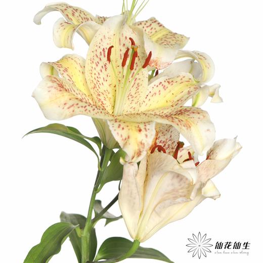 百合 | 老虎沐恩 商品图3