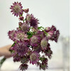 进口花-紫红色星芹-10枝/扎 商品缩略图0