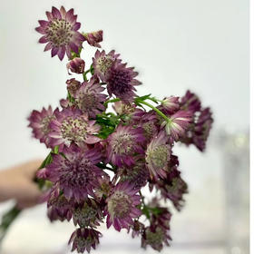 进口花-紫红色星芹-10枝/扎