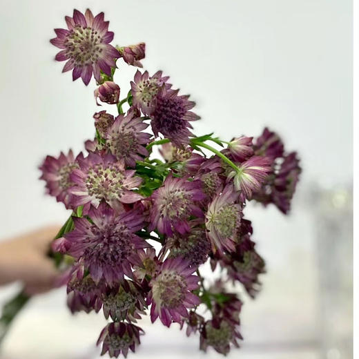 进口花-紫红色星芹-10枝/扎 商品图0