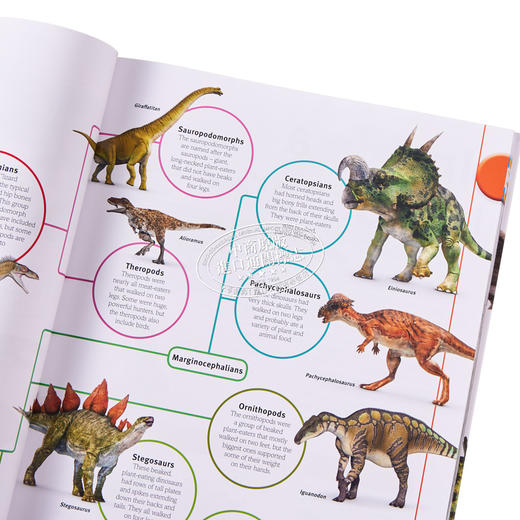 【中商原版】DK 图片中我们的世界 恐龙 Our World in Pictures The Dinosaur Book 英文原版 生命科学 百科科普 商品图2