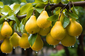 这样吃梨不寒凉，润到五脏里~