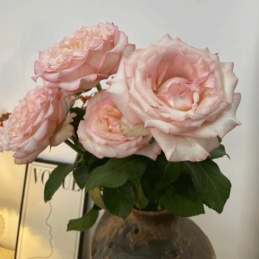 肯尼亚进口玫瑰花JOYCE乔伊斯12支 商品图5