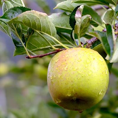 哈巴庄园王林苹果 商品图1