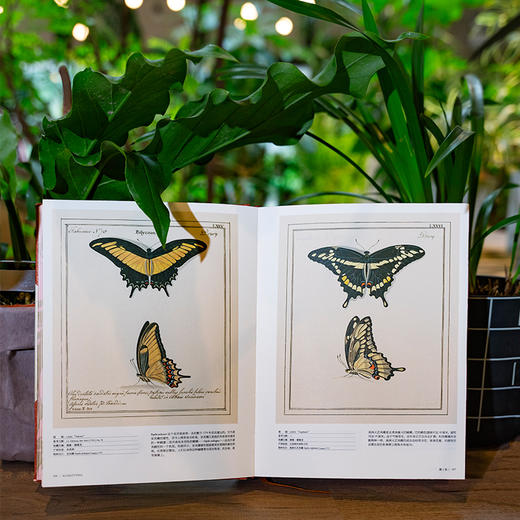 《蝴蝶圣经：牛津大学典藏图谱》 【琼斯图谱】完整收录，约1600幅手绘 六大洲的856个物种 昆虫科普图鉴图书-分销 商品图4