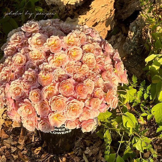 【AB级索拉多头玫瑰.第二份3.9元】5支/份 商品图1