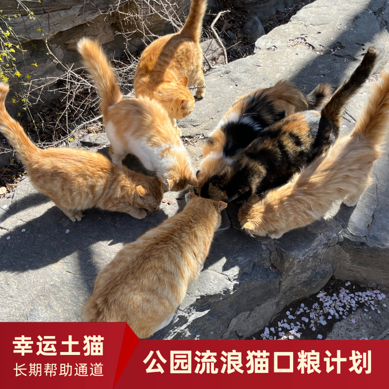 【幸运土猫】流浪的猫生也要好好的活下去！流浪猫一揽子帮扶计划众筹通道｜定期发送电子月刊，反馈工作进展