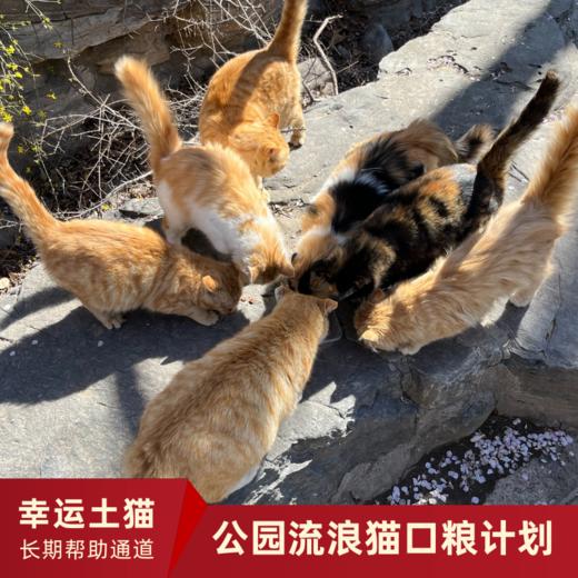 【幸运土猫】流浪的猫生也要好好的活下去！流浪猫一揽子帮扶计划众筹通道｜定期发送电子月刊，反馈工作进展 商品图0