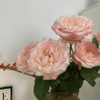 肯尼亚进口玫瑰花JOYCE乔伊斯12支 商品缩略图6