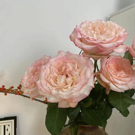 肯尼亚进口玫瑰花JOYCE乔伊斯12支 商品图6