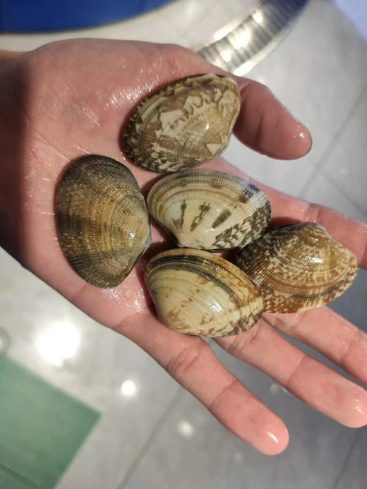 配送至小区门口自提！京鱼鲜生，鲜活花蛤，个大，味鲜！500克/份，20-30粒 商品图1