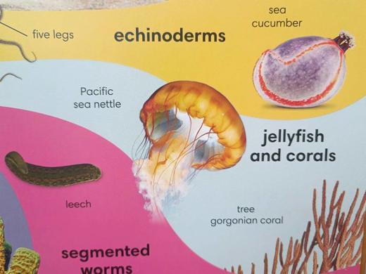 💥正版爆款入手！！《DK.1000Animal Words》原版英文引进DK热门好书！！还支持小蝌蚪小达人点读👍😍超精美插图+DK智慧树排版 商品图6