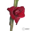 剑兰 | 红丝绒 商品缩略图4
