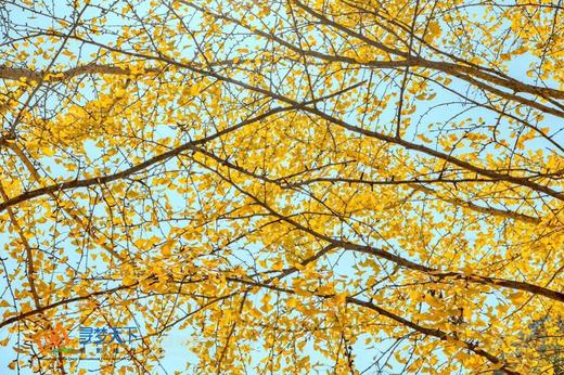 【福建闽中秋色】尤溪银杏•奇达村•桂峰晒秋•嵩口古镇•三坊七巷7天摄影<特惠> 商品图7