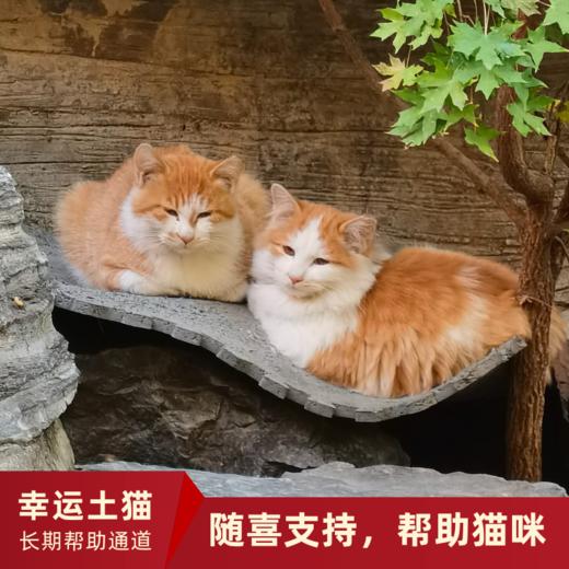 【幸运土猫】流浪的猫生也要好好的活下去！流浪猫一揽子帮扶计划众筹通道｜定期发送电子月刊，反馈工作进展 商品图3