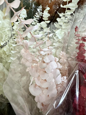 国产花材-【永生尤加利叶】