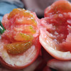 甄源|主推|山东海阳普罗旺斯西红柿4.5-5斤单果2.5两以上约10-16个 商品缩略图9