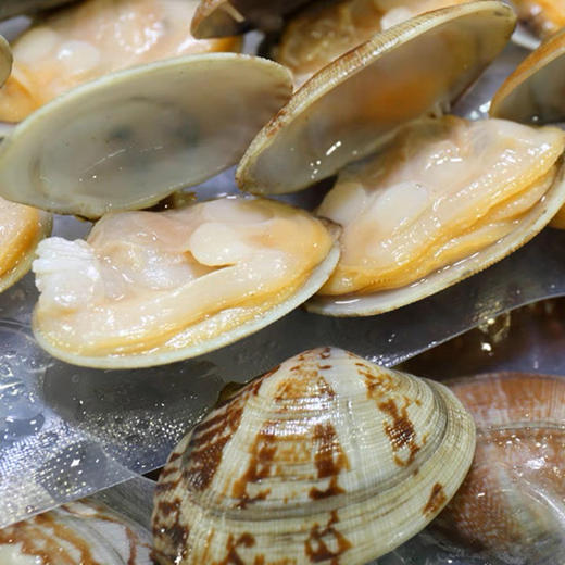 配送至小区门口自提！京鱼鲜生，鲜活花蛤，个大，味鲜！500克/份，20-30粒 商品图0