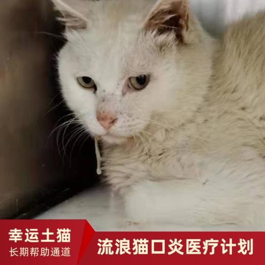 【幸运土猫】流浪的猫生也要好好的活下去！流浪猫一揽子帮扶计划众筹通道｜定期发送电子月刊，反馈工作进展 商品图2