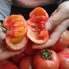 甄源|主推|山东海阳普罗旺斯西红柿4.5-5斤单果2.5两以上约10-16个 商品缩略图3