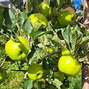 哈巴庄园王林苹果 商品图3