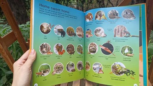 💥正版爆款入手！！《DK.1000Animal Words》原版英文引进DK热门好书！！还支持小蝌蚪小达人点读👍😍超精美插图+DK智慧树排版 商品图8