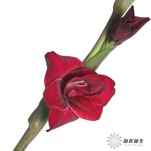 剑兰 | 红丝绒 商品图0