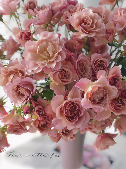 【AB级索拉多头玫瑰.第二份3.9元】5支/份 商品图3